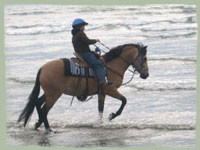 Horse Motel 